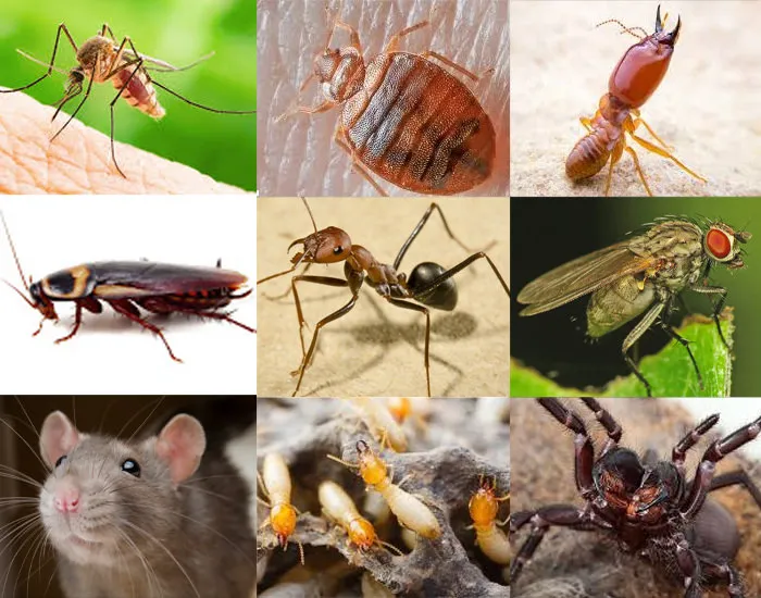 Universal Fumigation Services