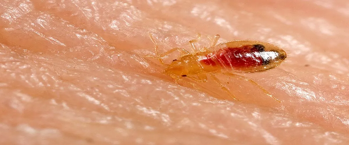 Bed Bugs Control