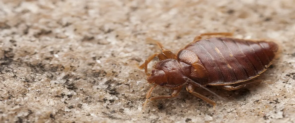 Bed Bugs Treatment