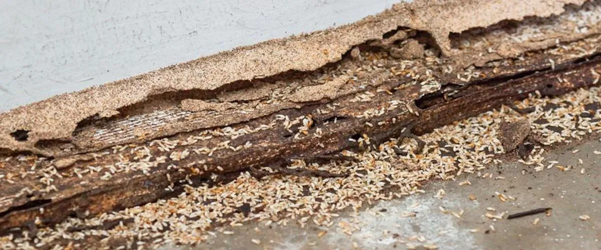 Termite Treatment