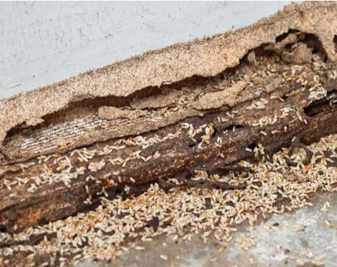 Termite Treatment